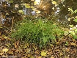 Attēlu rezultāti vaicājumam “Carex remota leaf”