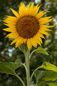Image result for Sonnenblume