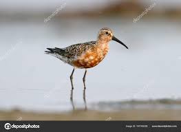 Attēlu rezultāti vaicājumam “Calidris ferruginea adult”