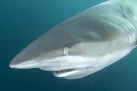 Image result for Carcharhinus obscurus