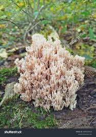 Attēlu rezultāti vaicājumam “Ramaria formosa”