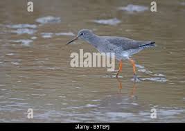 Attēlu rezultāti vaicājumam “Tringa totanus adult”