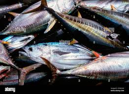 Image result for Katsuwonus pelamis