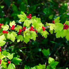 Attēlu rezultāti vaicājumam “Ribes alpinum leaf”