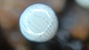 Attēlu rezultāti vaicājumam “Cribraria oregana spores”