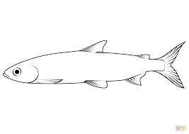 Image result for Coregonus albula