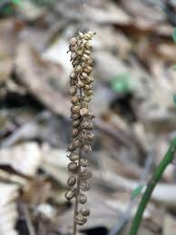 Attēlu rezultāti vaicājumam “Goodyera repens fruit”