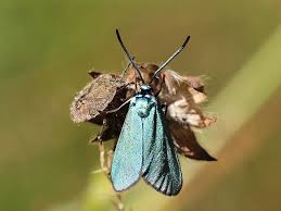 Attēlu rezultāti vaicājumam “Adscita statices”