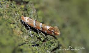 Attēlu rezultāti vaicājumam “Cameraria ohridella”