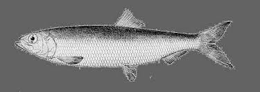 Image result for Clupea pallasii