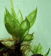 Attēlu rezultāti vaicājumam “Funaria hygrometrica”