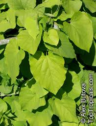 Attēlu rezultāti vaicājumam “Aristolochia durior flower”