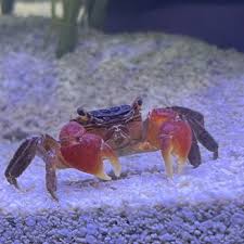 Image result for Peninsula Sub Aqua