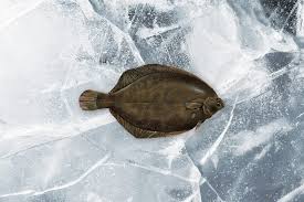 Image result for Microstomus kitt