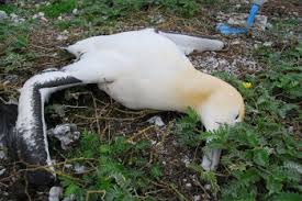 Image result for albatross dead chick