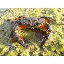 Image result for Eriphia verrucosa