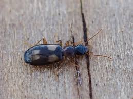 Attēlu rezultāti vaicājumam “Calodromius spilotus”