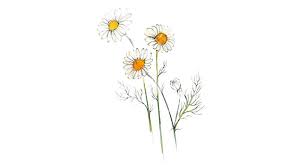 Attēlu rezultāti vaicājumam “Matricaria chamomilla”