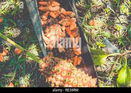 Attēlu rezultāti vaicājumam “Carex arenaria  fruit”