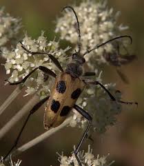 Attēlu rezultāti vaicājumam “Pachyta quadrimaculata”