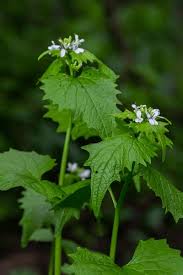 Attēlu rezultāti vaicājumam “Alliaria petiolata leaf”