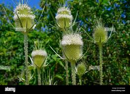 Image result for Dipsacus laciniatus