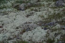 Attēlu rezultāti vaicājumam “Cladonia stellaris”