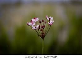 Attēlu rezultāti vaicājumam “Butomus umbellatus bud”