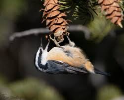 Image result for Sitta canadensis