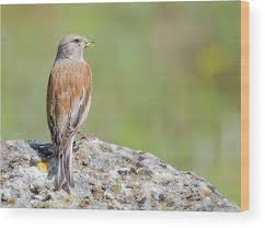 Attēlu rezultāti vaicājumam “Carduelis cannabina male”