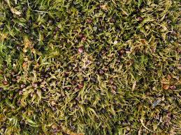 Attēlu rezultāti vaicājumam “Ephemerum serratum sporophyte”