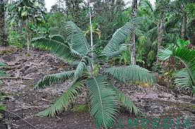 Attēlu rezultāti vaicājumam “Diderma montanum var. album macro”