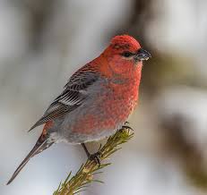 Attēlu rezultāti vaicājumam “Pinicola enucleator”