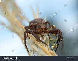 Attēlu rezultāti vaicājumam “Xysticus bifasciatus female”