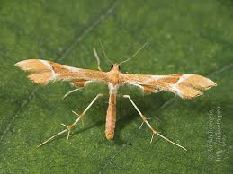 Attēlu rezultāti vaicājumam “Cnaemidophorus rhododactyla”