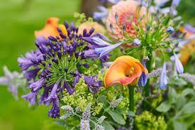 Attēlu rezultāti vaicājumam “Alchemilla subcrenata  flower”