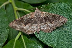 Attēlu rezultāti vaicājumam “Alcis repandata”