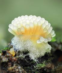 Attēlu rezultāti vaicājumam “Hemitrichia sp.”