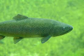 Image result for Salmo trutta trutta
