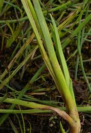 Attēlu rezultāti vaicājumam “Carex viridula flower”