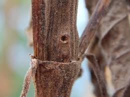 Attēlu rezultāti vaicājumam “Adaina microdactyla”