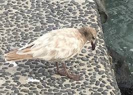 Attēlu rezultāti vaicājumam “Fuligo laevis”