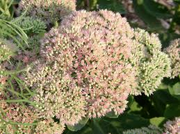 Attēlu rezultāti vaicājumam “Hylotelephium telephium flower”