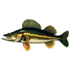 Image result for Sander vitreus