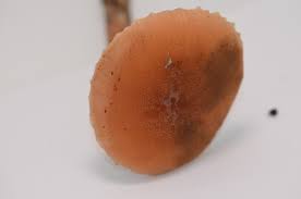 Attēlu rezultāti vaicājumam “Collybia acervata”