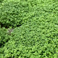 Attēlu rezultāti vaicājumam “Diachea dictyospora (syn. Craterium dictyosporum) young”