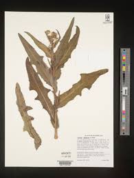 Attēlu rezultāti vaicājumam “Sonchus arvensis subsp. uliginosus fruit”