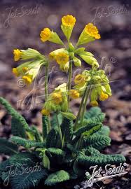 Attēlu rezultāti vaicājumam “Primula veris fruit”
