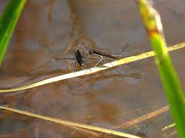 Attēlu rezultāti vaicājumam “Limnoporus rufoscutellatus”
