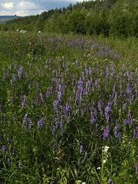 Attēlu rezultāti vaicājumam “Vicia cracca bud”